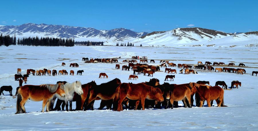 몽골의 아름다운 자연과 겨울 풍경 모습
