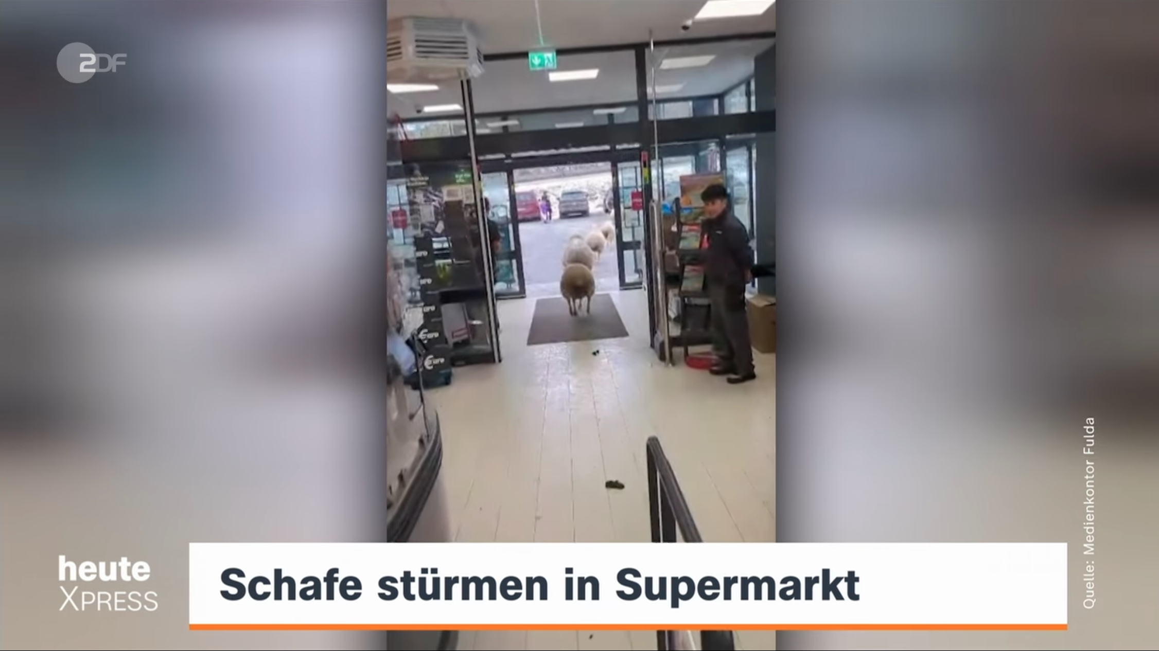 매장 난입 이후 현장을 빠져나가는 양 떼