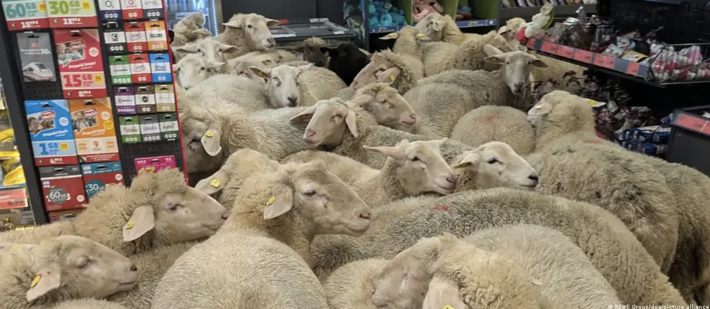 양 떼가 난입한 독일 바이에른주 부르크진의 '페니' 매장 내부