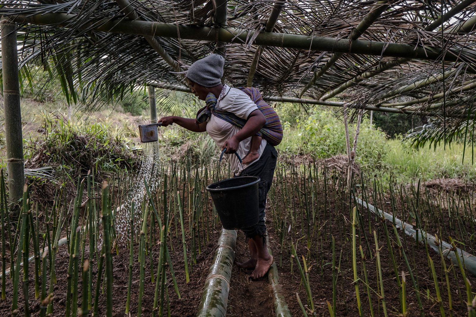 Environmental Bamboo Foundation